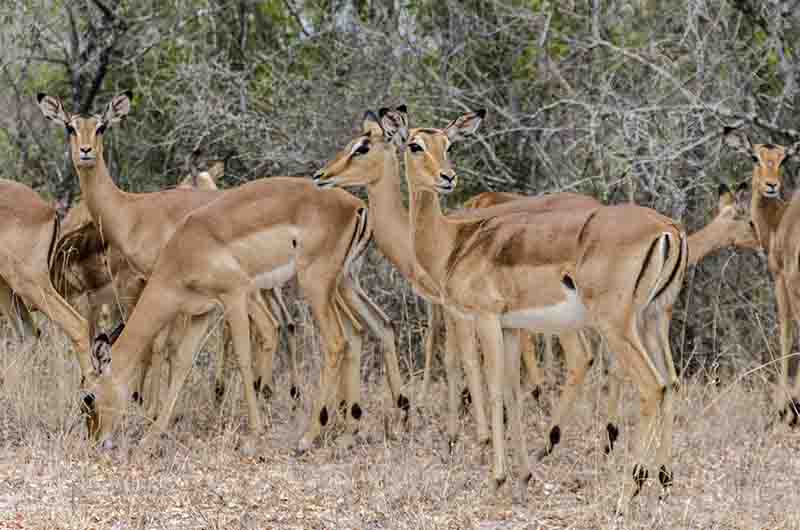 Antílope Impala - reserva Sabi Sands - Sudáfrica 2.jpg